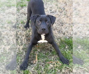 Labrador Retriever-Unknown Mix Dogs for adoption in Boston, MA, USA
