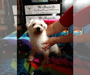Coton de Tulear Dogs for adoption in Akron, OH, USA