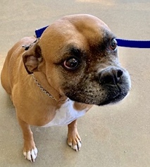 Boxer Dogs for adoption in Pampa, TX, USA