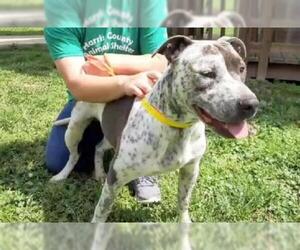 Pointer Dogs for adoption in Houston, TX, USA