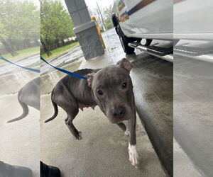 American Pit Bull Terrier-Unknown Mix Dogs for adoption in Virginia Beach, VA, USA