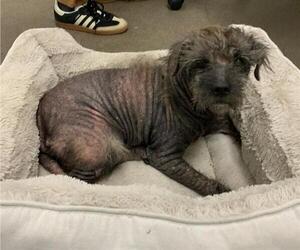 Mutt Dogs for adoption in Berkeley , CA, USA