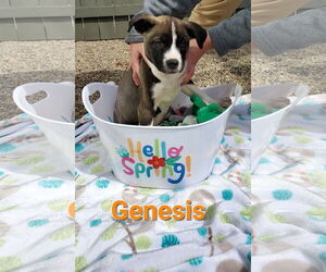 American Pit Bull Terrier-Unknown Mix Dogs for adoption in Fishers, IN, USA