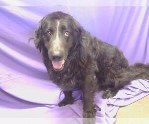 Mutt Dogs for adoption in Sacramento, CA, USA