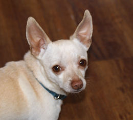 Medium Photo #1 Chihuahua Puppy For Sale in Prosser, WA, USA