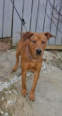 Mutt Dogs for adoption in Stockport, OH, USA