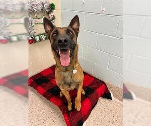 Mutt Dogs for adoption in Brighton, CO, USA