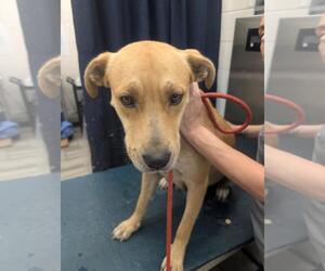 Labrador Retriever-Unknown Mix Dogs for adoption in Mobile, AL, USA