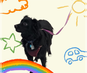 Australian Shepherd Dogs for adoption in Seaford, DE, USA