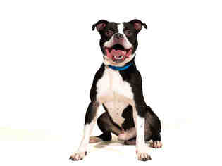 Bullboxer Pit Dogs for adoption in Vero Beach, FL, USA