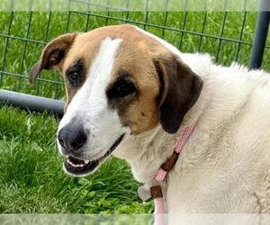 Great Pyrenees-Unknown Mix Dogs for adoption in Pueblo, CO, USA
