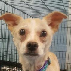 Chihuahua Dogs for adoption in Roanoke, VA, USA