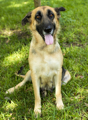 German Shepherd Dog Dogs for adoption in Santa Fe, TX, USA