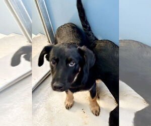 Mutt Dogs for adoption in Pampa, TX, USA