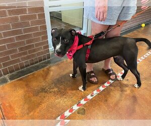 American Pit Bull Terrier Dogs for adoption in Louisville, KY, USA