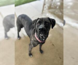 Mutt Dogs for adoption in Chula Vista, CA, USA