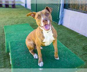 Mutt Dogs for adoption in Pasadena, CA, USA