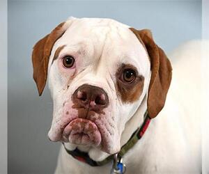 American Bulldog Dogs for adoption in Fort Collins, CO, USA