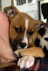 Bullboxer Pit Dogs for adoption in Salt Lake City, UT, USA