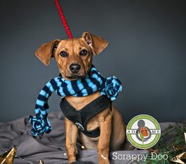 Chiweenie Dogs for adoption in Oceanside, CA, USA