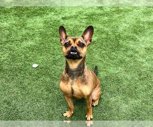 French Bulldog-Unknown Mix Dogs for adoption in Orange, CA, USA