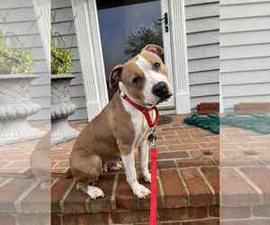 American Pit Bull Terrier Dogs for adoption in Rockville, MD, USA
