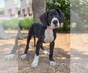 Great Dane Dogs for adoption in PIPE CREEK, TX, USA