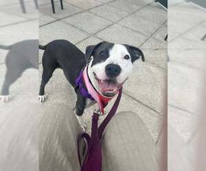 American Pit Bull Terrier-Unknown Mix Dogs for adoption in Louisville, KY, USA