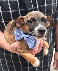 Chiweenie Dogs for adoption in Houston, TX, USA