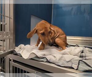 Labrador Retriever Dogs for adoption in Conroe, TX, USA