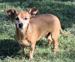 Chiweenie Dogs for adoption in Euless, TX, USA