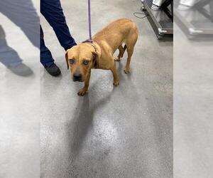Harrier-Unknown Mix Dogs for adoption in Forestville, MD, USA