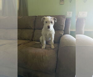Mutt Dogs for adoption in Victorville, CA, USA