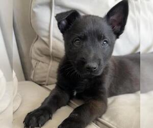 Unknown-Whippet Mix Dogs for adoption in San Diego, CA, USA