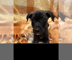 American Pit Bull Terrier-Unknown Mix Dogs for adoption in Berkeley, CA, USA