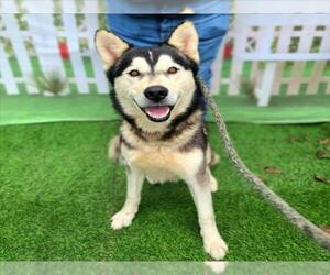 Siberian Husky Dogs for adoption in Long Beach, CA, USA