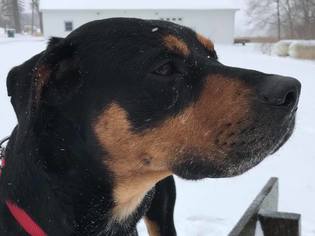 Rottweiler Dogs for adoption in South Amana, IA, USA