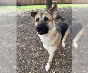 German Shepherd Dog-Unknown Mix Dogs for adoption in Plano, TX, USA