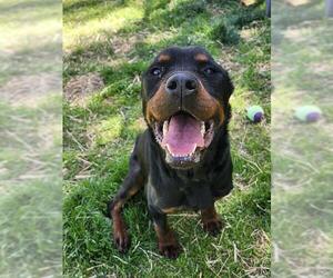 Rottweiler Dogs for adoption in Newton, NC, USA