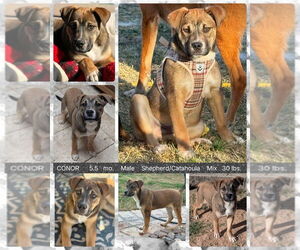 Catahoula Leopard Dog-Unknown Mix Dogs for adoption in Mesa, AZ, USA