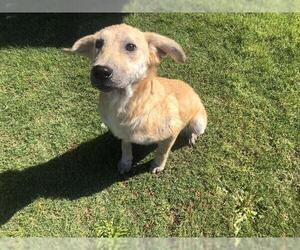 Medium Photo #1 Labrador Retriever-Unknown Mix Puppy For Sale in Grovetown, GA, USA