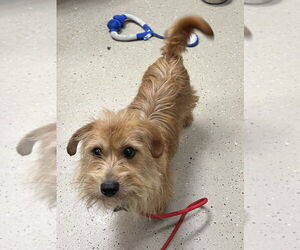 Mutt Dogs for adoption in Mundelein, IL, USA