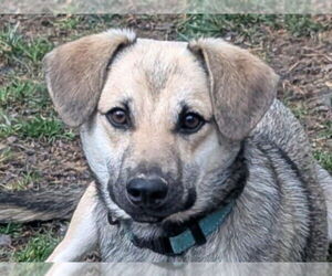 German Shepherd Dog-Unknown Mix Dogs for adoption in Cookeville, TN, USA