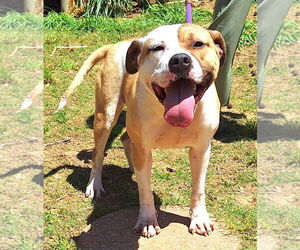American Pit Bull Terrier-Unknown Mix Dogs for adoption in Wetumpka, AL, USA