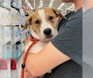 Medium Photo #4 Boxer Puppy For Sale in Gilberts, IL, USA