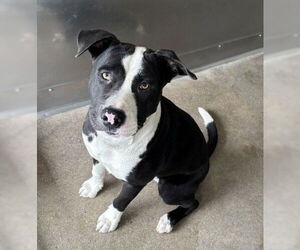 American Pit Bull Terrier Dogs for adoption in San Bernardino, CA, USA