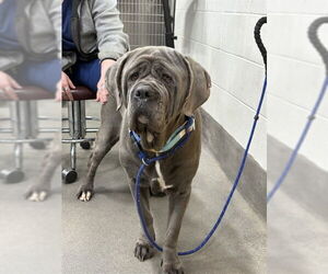 Neapolitan Mastiff-Unknown Mix Dogs for adoption in Forestville, MD, USA