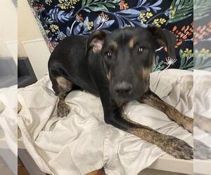 German Shepherd Dog-Unknown Mix Dogs for adoption in Modesto, CA, USA
