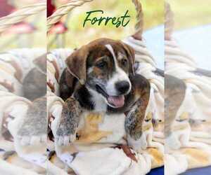 Labrador Retriever-Unknown Mix Dogs for adoption in Palatine/Kildeer/Buffalo grove, IL, USA