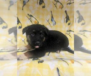 Border Collie-Unknown Mix Dogs for adoption in HESPERIA, CA, USA